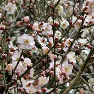 多くの梅が咲きほこる！梅酒も美味しい京都の梅の名所「梅宮大社」
