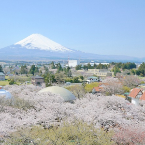 富士山＋2200本の桜＝まさに絶景！御殿場・時之栖桜まつりは、夜桜のライトアップも美しい‼