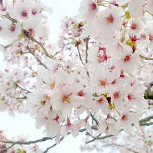 今からお花見の計画を！　3連休には桜が開花・今月末には満開に＜全国の予想開花日　最新情報＞