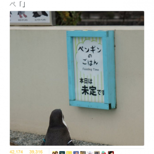 「ペンギンのごはん 本日は未定です」　哀愁ただようペンギンの後ろ姿画像が『Twitter』で話題に