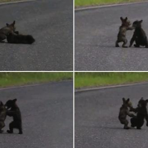 小熊2匹が路上で大乱闘…あまりのかわいさに癒される動画