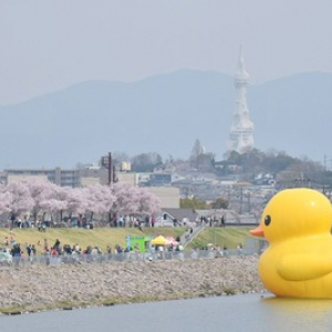 ラバーダックが大阪・狭山池に登場！　桜とのコラボが実現