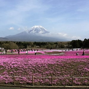 富士山ビュー特急に乗って芝桜を見に行こう！