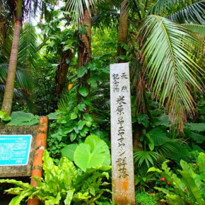 石垣の癒しスポット！天然記念物のヤエヤマヤシ群落を探検