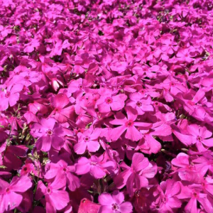 【５月２９日まで！】初夏のお花見、芝桜と富士吉田グルメのよくばり日帰り旅