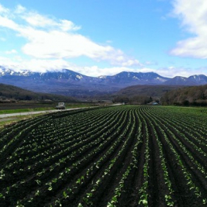 まるで北海道のような絶景！見渡す限りキャベツ畑が広がる「嬬恋村」が美しい