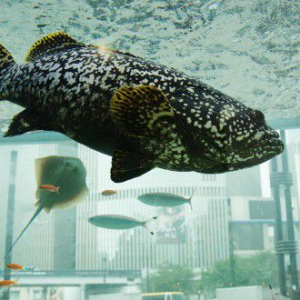 沖縄「美ら海」の生き物たちが今年も銀座にやってくる！「Sony Aquarium」 開催決定
