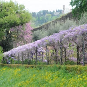 【フィレンツェ隠れスポット】眺めのいい庭「バルディーニ庭園」