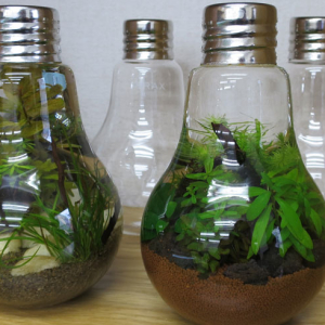 小瓶の中に「水中箱庭」を再現！ 楽しい手づくりグラスアクアリウム