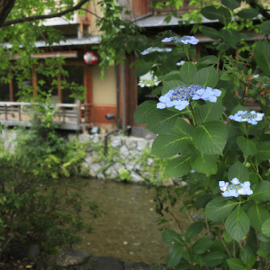 初夏の京都、行ってみたい新緑のカフェめぐり５選