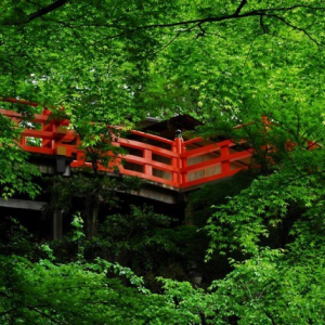 【京都】青もみじが美しい。初夏に訪れたい、京都の神社仏閣５選