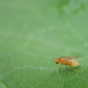 梅雨時期に発生しがちな害虫、どうやって予防＆対処する？