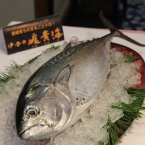 【えひめ最新レポ】 全身トロ！幻の高級魚「スマ」試食レポ
