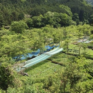 【伊豆】水も空気も綺麗で心潤う。一度は訪れたい「筏場のわさび田」