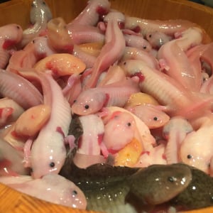 【画像】食用ウーパールーパーがぷるぷるしてて食欲を掻き立てまくる！