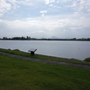 夏の琵琶湖がなんか変。烏丸半島名物、ハスの群生が消えた？