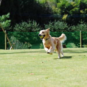 ベーカリーカフェも人気！日本最大級のドッグランもある愛犬のためのリゾート