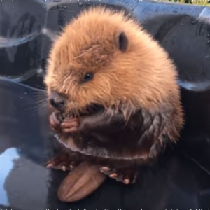 見てるだけで幸せな気分に♡プールで水遊びをするビーバーの赤ちゃんがかわいすぎる