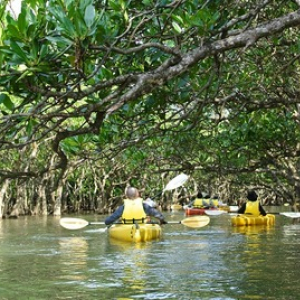 【奄美大島 旅コラム】 広大な自然あふれる「マングローブ」原生林をカヌーで体験！