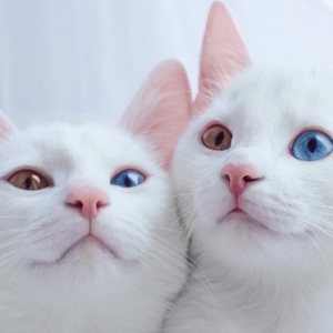 猫界のモデル姉妹!?左右の目の色が違う双子のにゃんこが美しすぎる