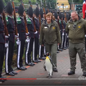 【動画】ノルウェー軍近衛部隊のマスコットペンギンが准将に昇進　ニルス・オーラヴ卿に敬礼！