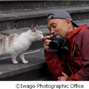 動物写真家・岩合光昭氏の”郵便局でしか手に入らない”切手セット・グッズはねこの魅力がいっぱいニャ♡