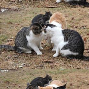 「韓国語をしゃべる猫」や「ネズミに強烈パンチする猫」など、話題の猫画像３つ