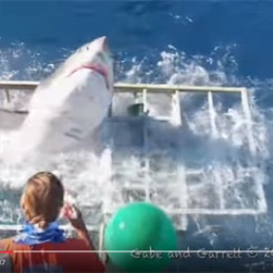 【サメ】ホホジロザメが観察用の檻かごを食い破って侵入　ダイバー危機一髪！