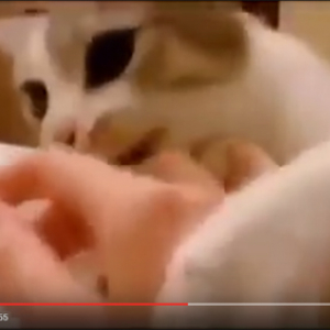 【動画】猫だって溺れている人間を助ける！　優しくて賢い動物なんだゾ！……たぶんね