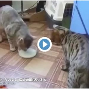 【動物動画】ミルクの取り合いをしていると思いきや・・・