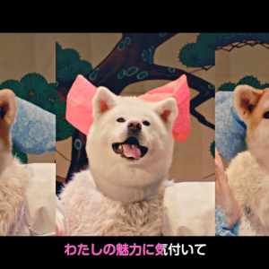 【モフモフ動画】犬派に朗報！ “MOFU MOFU☆DOGS”デビュー曲が11月1日“犬の日”の11時1分に公開