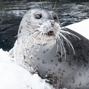 初雪に大喜び！大雪で閉園した動物園で無邪気に遊ぶ動物たちがカワイすぎる♡