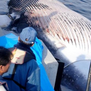 東京湾でクジラの死骸が見つかる