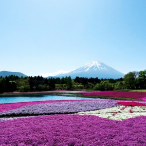 絶景を楽しんで！「2017富士芝桜まつり」4月15日開幕