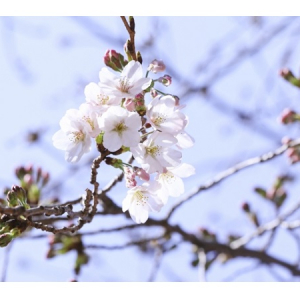 八芳園の桜も開花！「桜花爛漫祭YATAI」で盛り上がろう!!