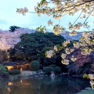 【東京夜桜】舞い散る花吹雪。胸騒ぎの夜桜ライトアップ５選