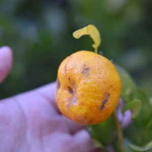 【鹿児島 最新旅レポ】小さい・重い ギネスブックに登録されているかんきつ