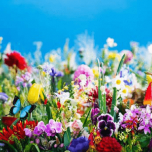 蜷川実花「earthly flowers, heavenly colors」展を開催、“花”シリーズ最新作を鮮やかな空間で演出