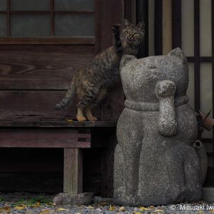 ねこを通して京都を見る！「岩合光昭写真展 ねこの京都」