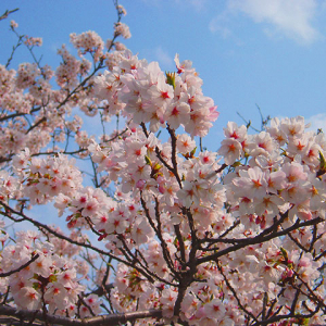 春の桜は日本人の心！？桜ソングだけじゃない！桜（さくら）絡みの日本ドラマ5選！