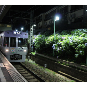 まもなく見ごろ！東松原駅でアジサイのライトアップ開催