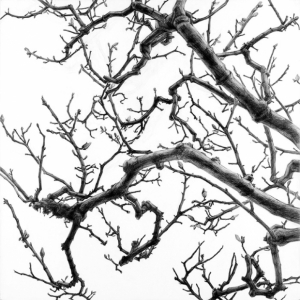 樹木を見上げる視点で描く。画家・日高理恵子１３年ぶりの新作個展『空と樹と』