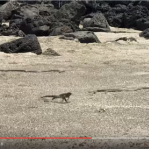 NHKでも放送された「イグアナvs.ヘビの大群」映像に演出疑惑？　プロデューサーが暴露