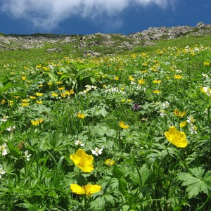 南アルプスにある「天空のお花畑」  高山植物とライチョウも堪能 8月末まで