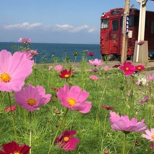 【えひめ最新レポ】日本で最も感動する観光列車「伊予灘ものがたり」のおもてなしがスゴい