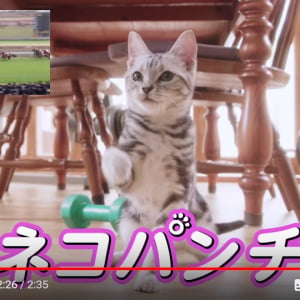 【眼福】競走馬「ネコパンチ」の名前が実況されるとアメショーの仔猫がネコパンチしてくれる動画