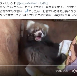 「きゃわいいーん！」とSNS上で話題！赤ちゃんレッサーパンダの動画がマジ可愛い！
