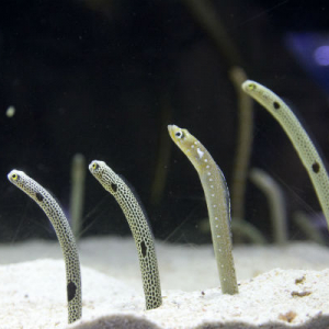 大人気のあの生き物が館内をジャック！すみだ水族館3日間限定の「チンアナゴまつり」が楽しそう♪