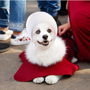 ペットだって負けてない！NYで恒例の犬のハロウィン・パレードが今年も開催。ユニークな衣装がかわいすぎ♡