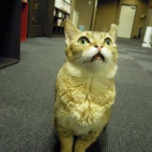 猫カフェの深夜規制は必要か？”猫のストレス”めぐってすれ違う環境省と経営者の言い分